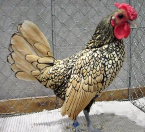 Silver + Gold Cross breeding